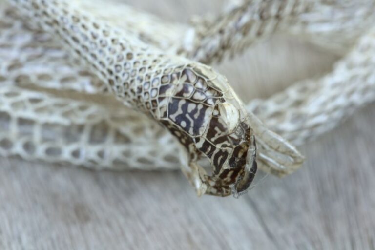 Long Snake Shedding Its Skin