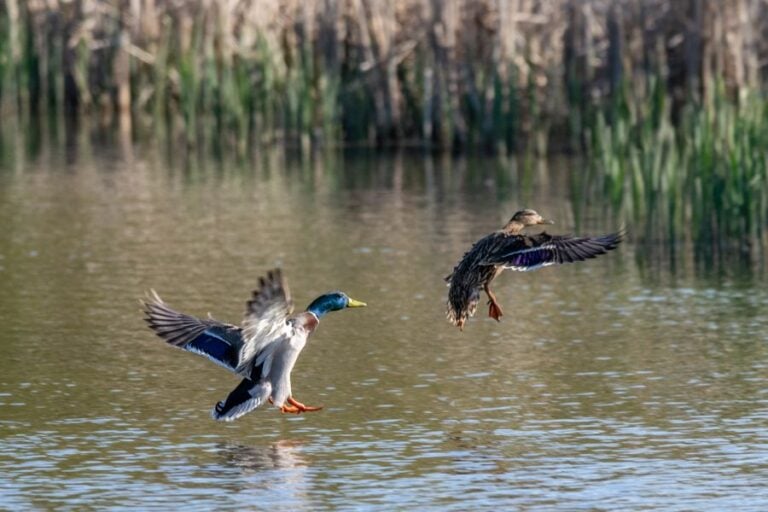 Male and Female Mallard Ducks Landing in Pond
