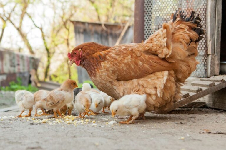 Mother Hen Chicken Surrounded by Yellow Chicks