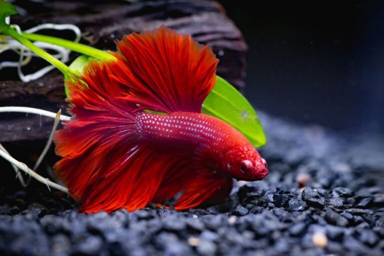Red Betta Fish at Bottom of Fish Tank