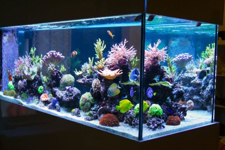 Reef Aquarium Full of Fish and Coral