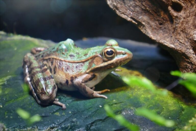 Southern Leopard Frog in Aquarium