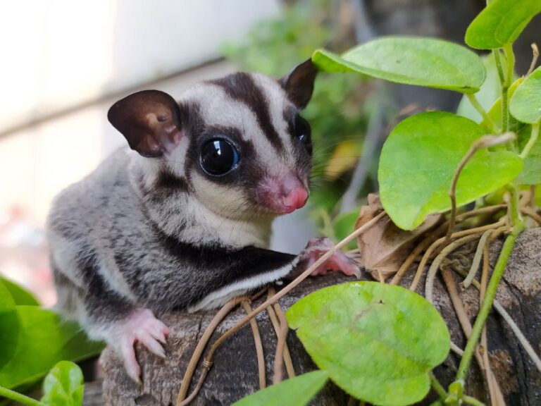 Sugar Glider Resting on Branch With Leaves