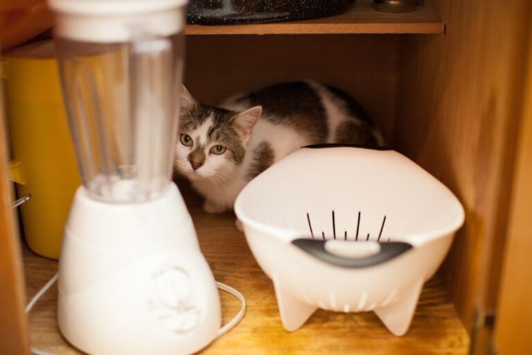 Tabby and White Cat Sitting in Cabinet