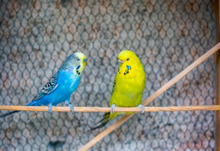 Two Budgies Sitting on Perch Together in Aviary