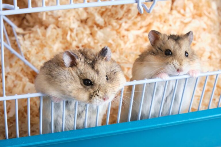 Two Dzungarian Hamsters Peaking Out of Cage