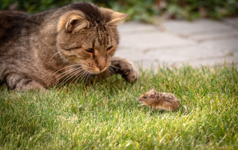 Wild Cat Plays With Captured Mouse in Grass