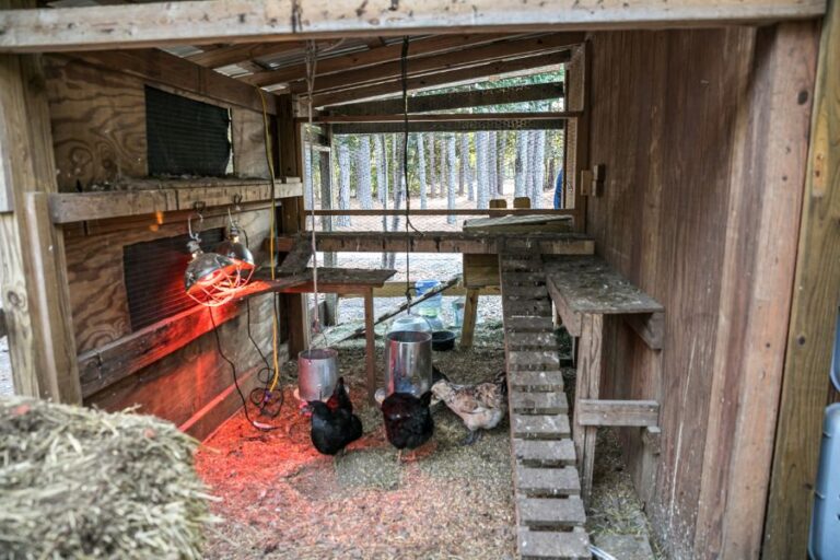 Wooden Chicken Coop With Chickens and Heat Lamps