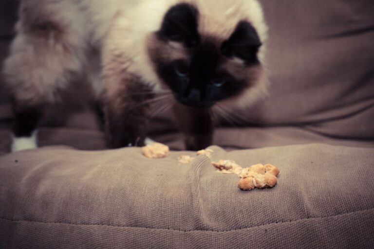 Food Thrown Up on Couch With Cat in Background