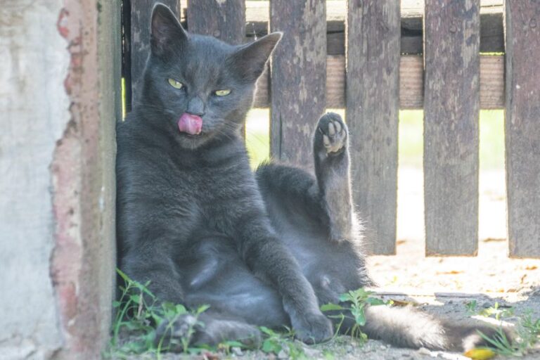 Gray Cat Grooming Itself