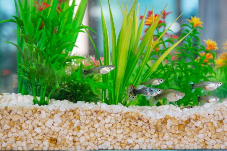 Guppies Swimming in Aquarium With Dirty Rocks