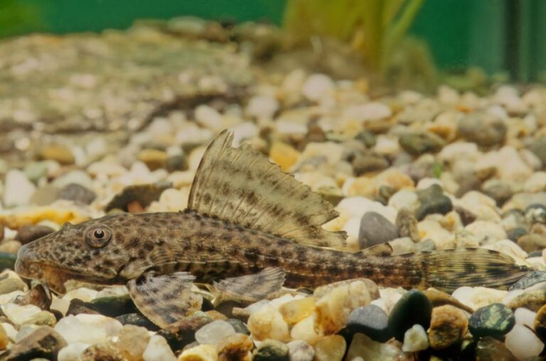 Hypostomus Plecostomus on Bottom of Aquarium