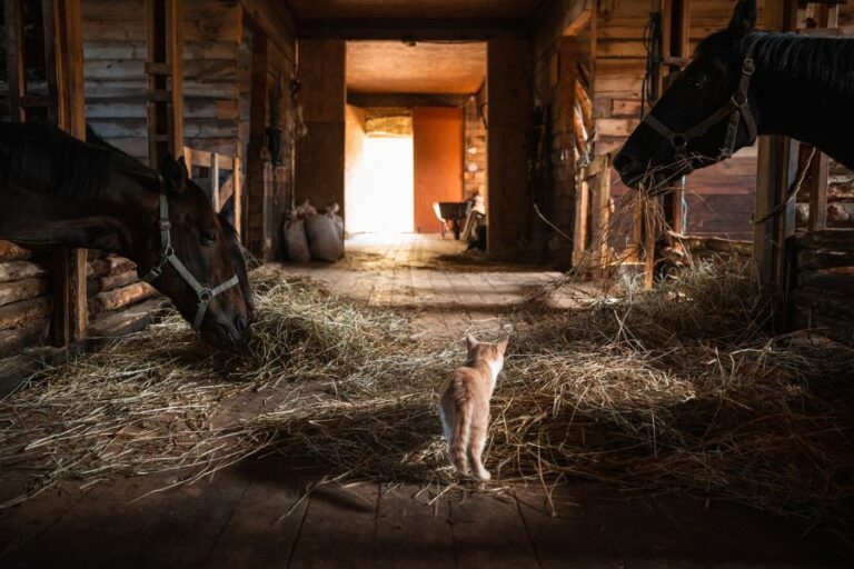 Cat Walking Down Aisle of Stables With Horses Eating Hay