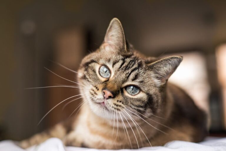 Cat With Blue Eyes Gazing at Camera