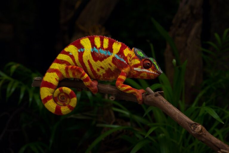 Colorful Panther Chameleon on a Branch in the Dark
