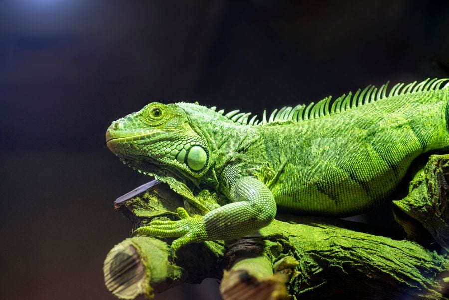 Green Iguana Perched on Branch