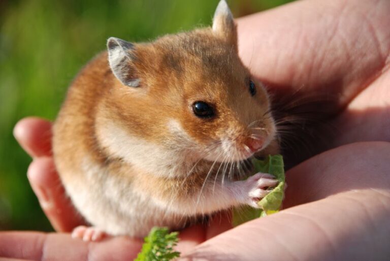 Hamster Eating Lettuce While Sitting in Hands