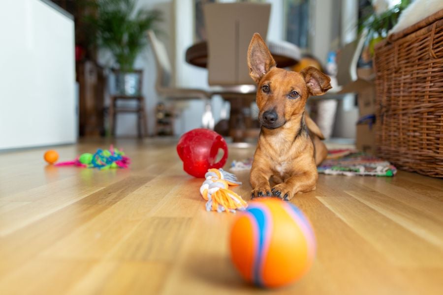 Little Dog Playing With Toys on Wood Floor