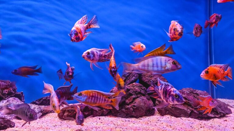 Orange Cichlids Swimming in a Fish Tank
