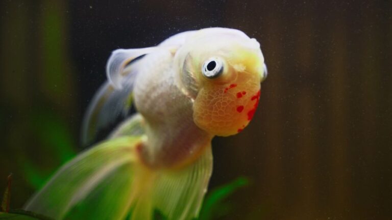Sick Goldfish Swims Upside Down in Aquarium