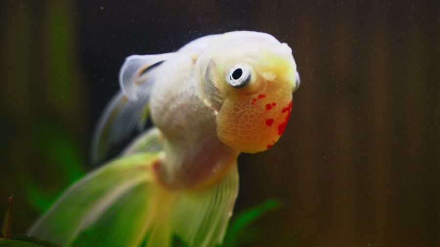 Sick Goldfish Swims Upside Down in Aquarium