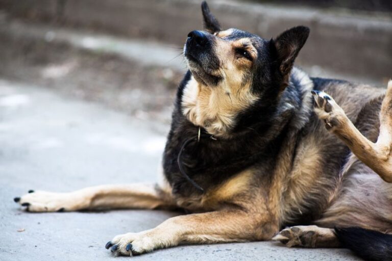 Stray Dog Scratching Neck