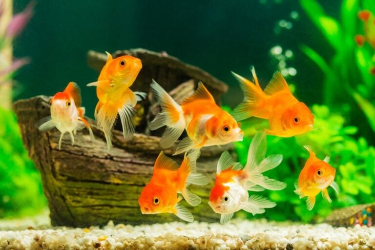 Several Goldfish Swimming in Aquarium