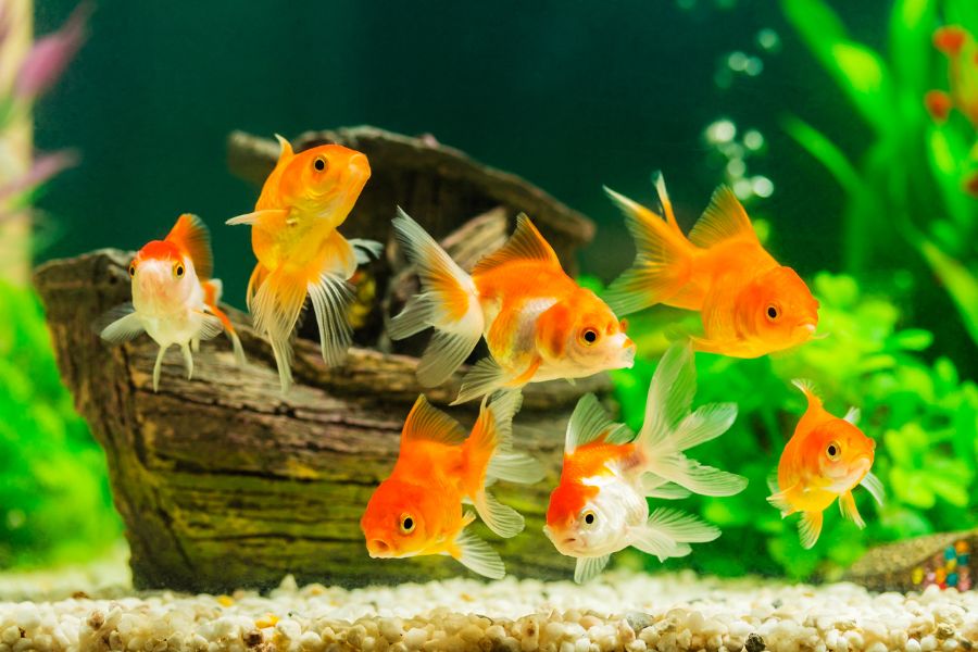 Several Goldfish Swimming in Aquarium