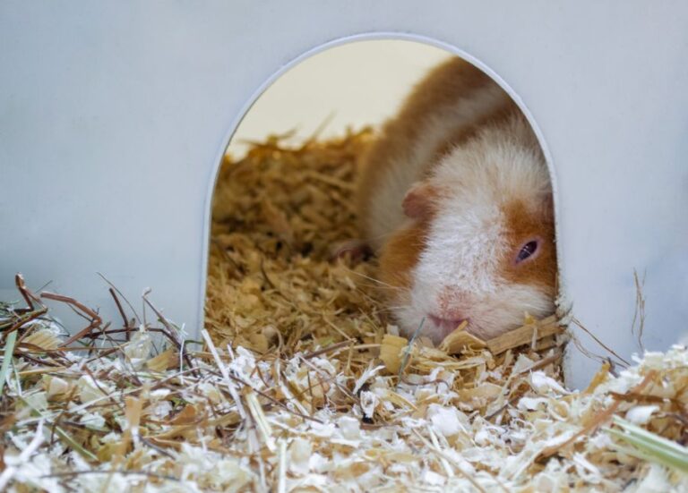 Sleepy Guinea Pig in White House
