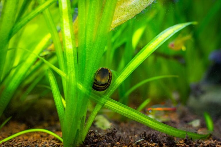 Spotted Nerite Snail Eating Algae From Tank Glass