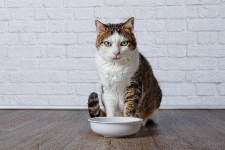 Tabby and White Cat Sitting Near Bowl
