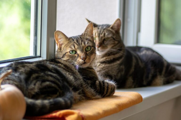 Two Tabby Cats Lounging on Window Sill