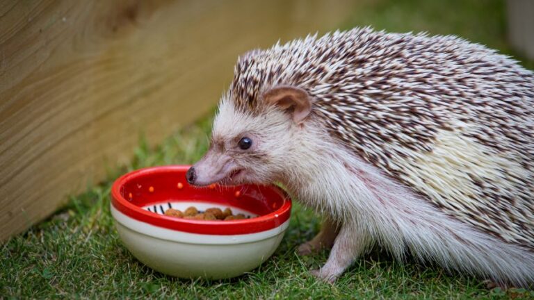 African Pygmy Hedgehog Eating Out of a Bowl