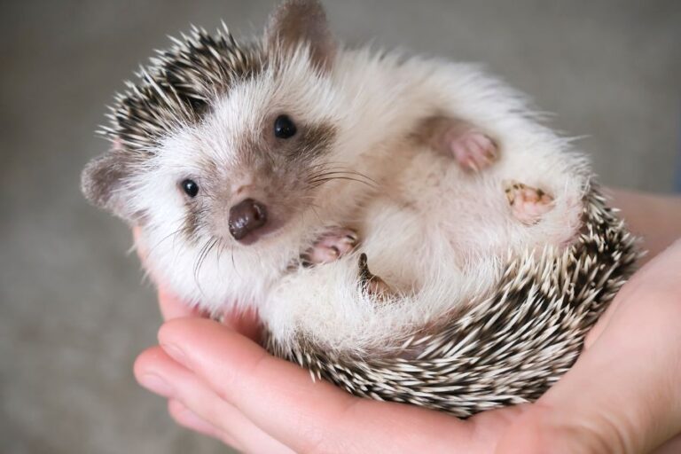 African Pygmy Hedgehog Lies in the Hands of Its Owner