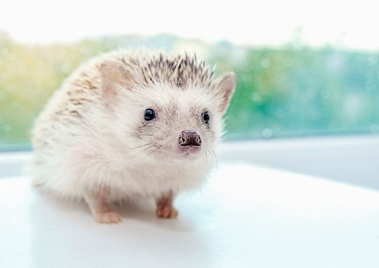 African Pygmy Hedgehog Peering at Camera