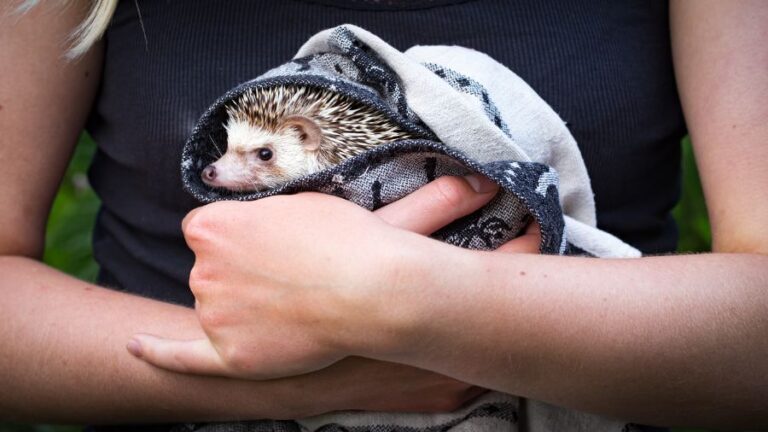 African Pygmy Hedgehog Wrapped in a Blanket