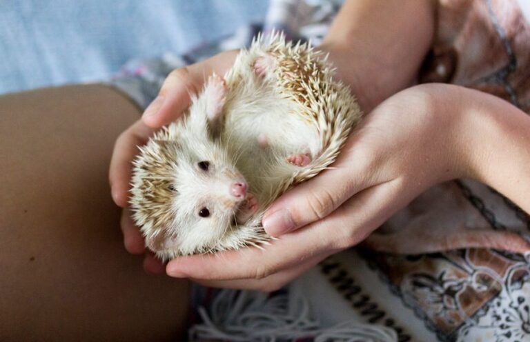 African Pygmy Hedgehog on Its Back in a Girl's Hands