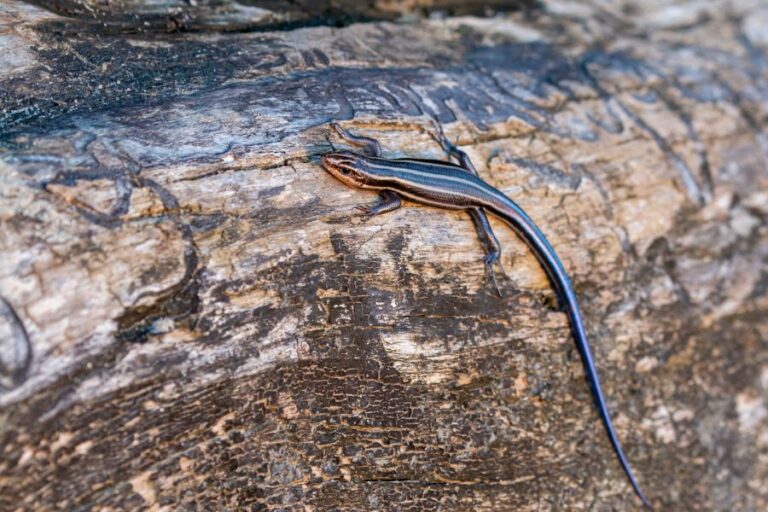 An American Five Lined Skink on a Wooden Log