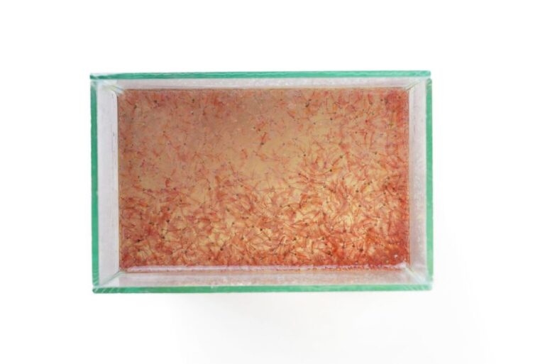 Artemia Brine Shrimp (Sea Monkeys) in Glass Tank