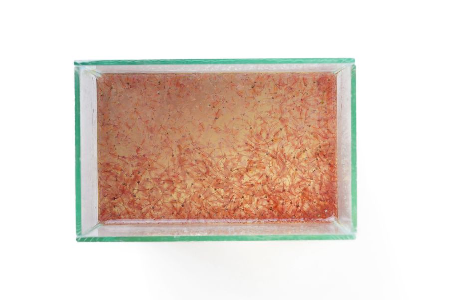 Artemia Brine Shrimp (Sea Monkeys) in Glass Tank