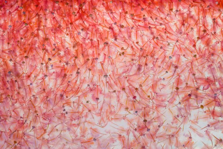 Artemia Plankton Brine Shrimp Sea Monkeys