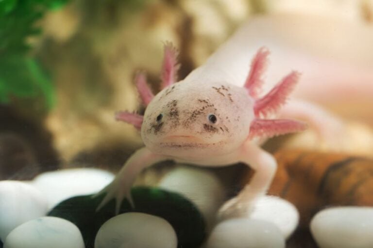 Axolotl Resting on Rocks in Tank