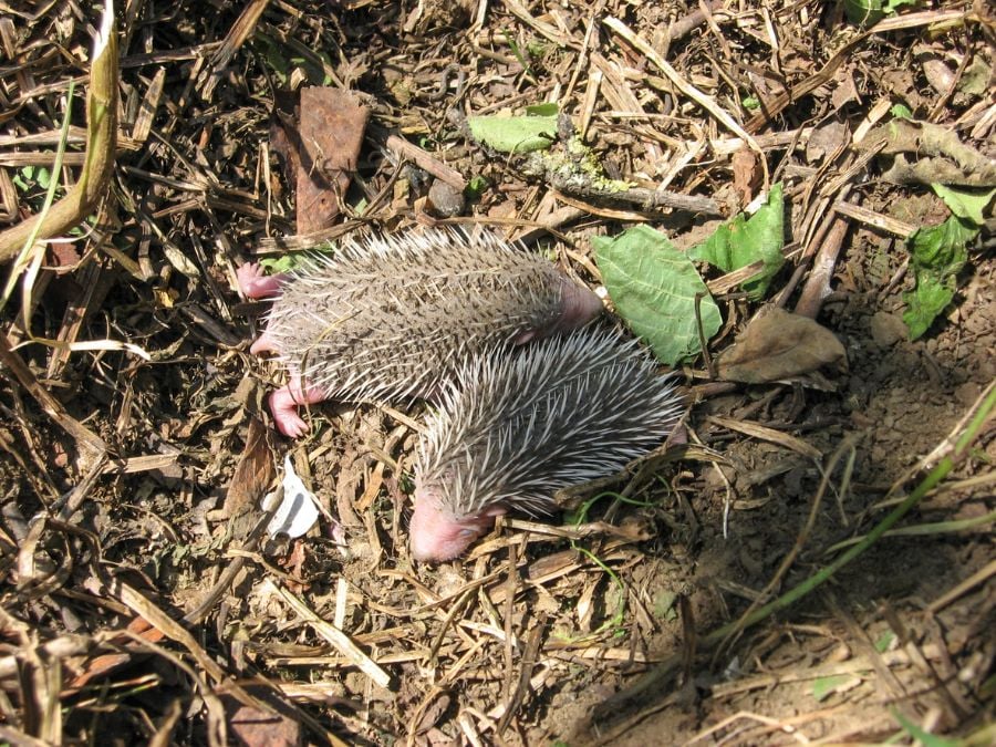 Baby Hedgehogs