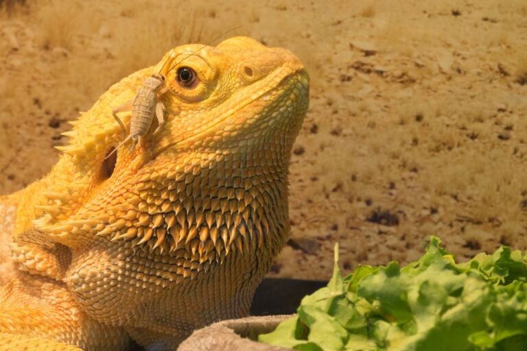 Bearded Dragon With Cricket on Face