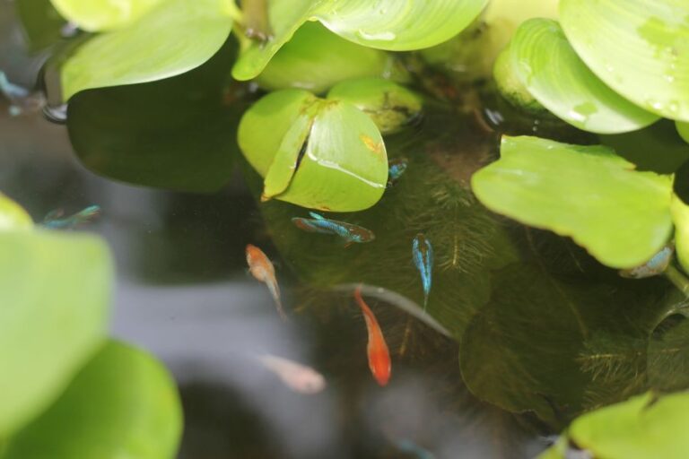 Betta Fish Swimming in Pond Under Leaves