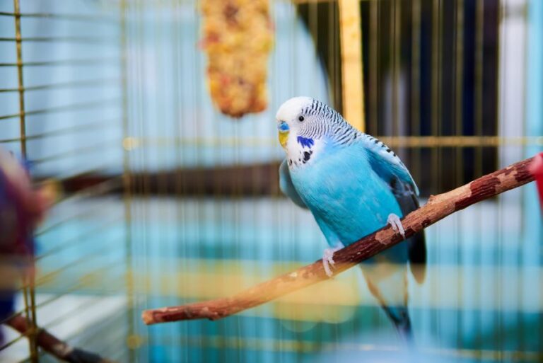 Blue Budgie Sitting on Perch in Cage