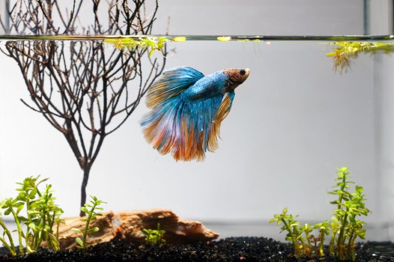 Blue and Orange Betta Fish in Small, Shallow Tank