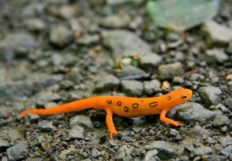 Bright Orange Eastern Newt Sitting on Rocks
