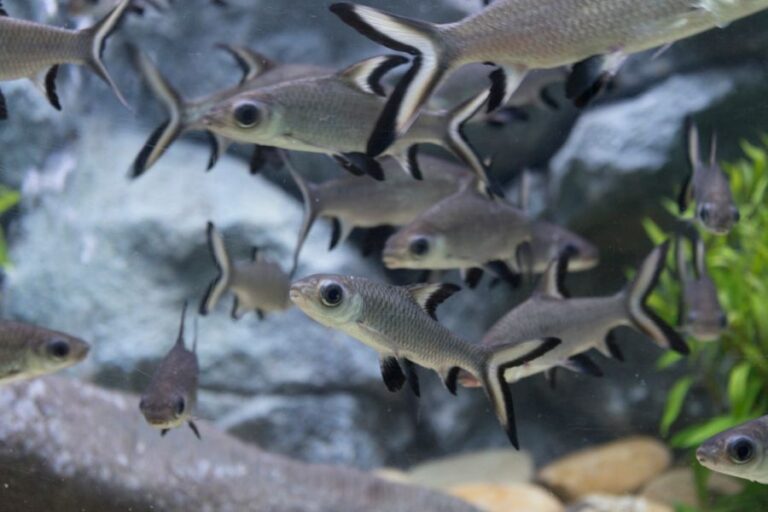 Burnt-Tailed Barb or Siamese Bala Shark Swimming in Tank