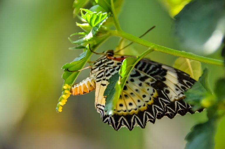 Butterfly Laying Eggs on Green Leaf